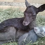 مزرعة للإقامة Tourist Farm Arbajter Resnik
