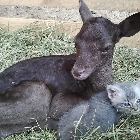 ファームステイ Tourist Farm Arbajter Resnik