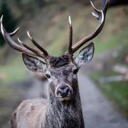 Tourist Farm Arbajter *