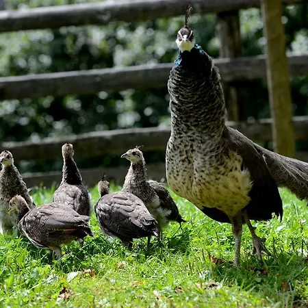 Farm stay Tourist Farm Arbajter