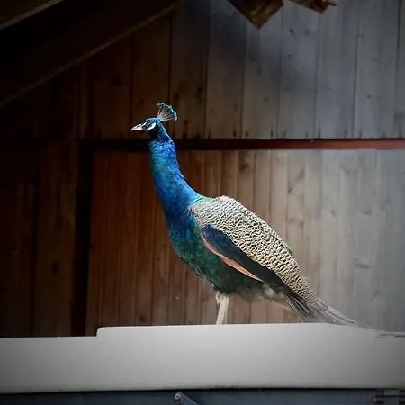 Agroturismo Tourist Farm Arbajter