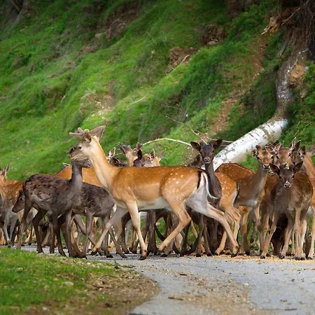 Tourist Farm Arbajter *