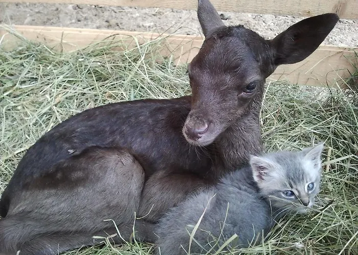 Bivanje na kmetiji Tourist Farm Arbajter Resnik