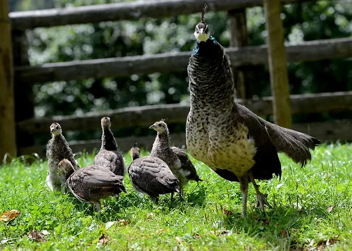 Smještaj na farmi Tourist Farm Arbajter