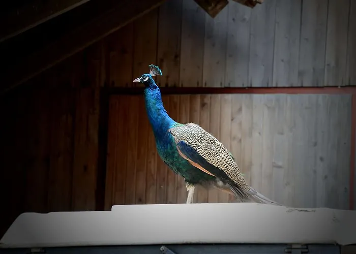 Smještaj na farmi Tourist Farm Arbajter