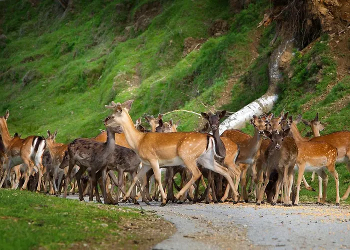 Tourist Farm Arbajter *